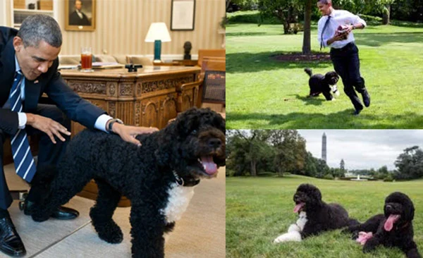 Celebrity pets Barack-Obama-owns-a-pet-dogs-named-Bo-and-Sunny