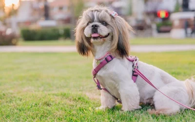 Shih Tzu: The Cute Pup