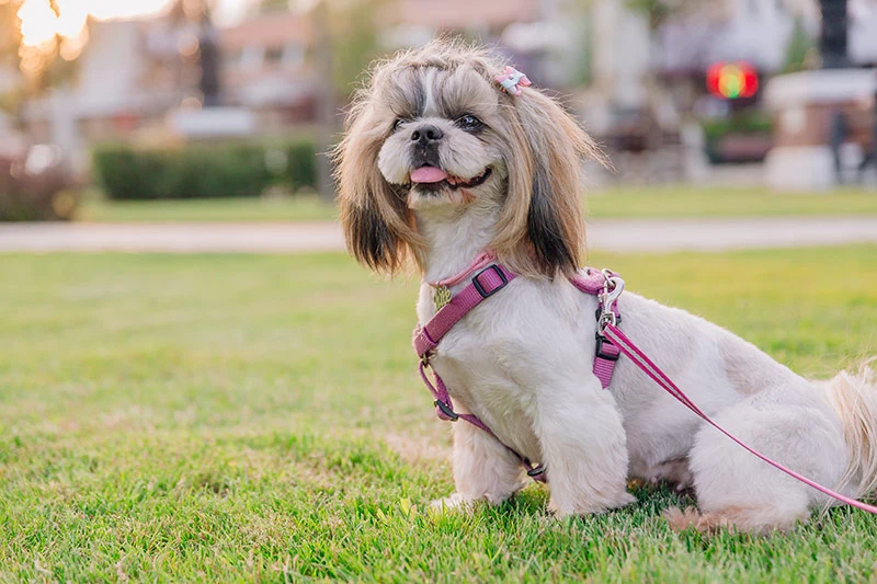 health issues faced by Shih Tzu Breed
