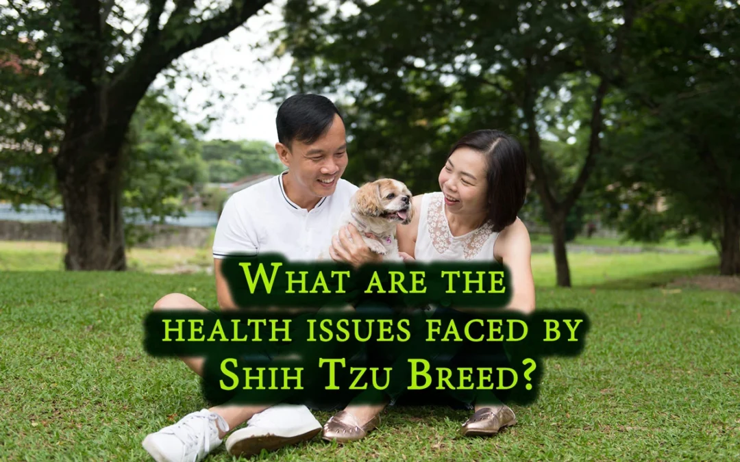 health issues faced by Shih Tzu Breed