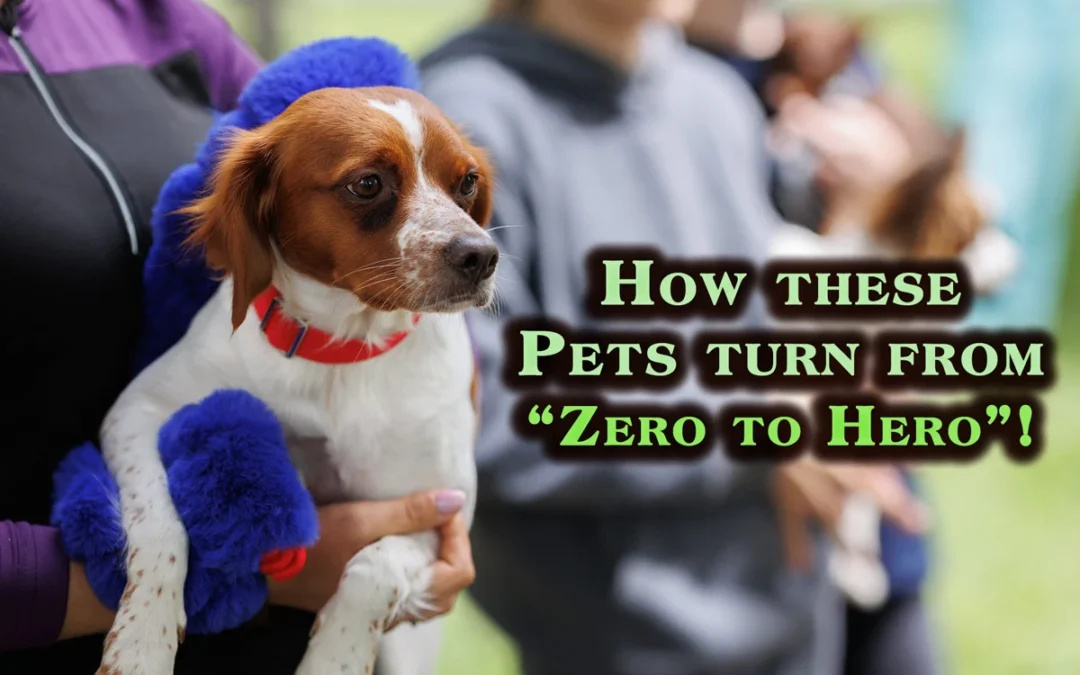 How these Pets turn from “Zero to Hero”!