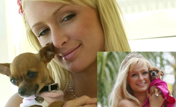 Celebrity pets Tinkerbell (Paris Hilton)