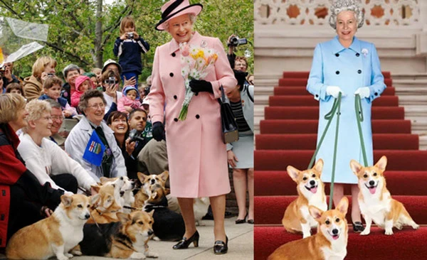 Celebrity pets The Royal Corgis (Queen Elizabeth II)