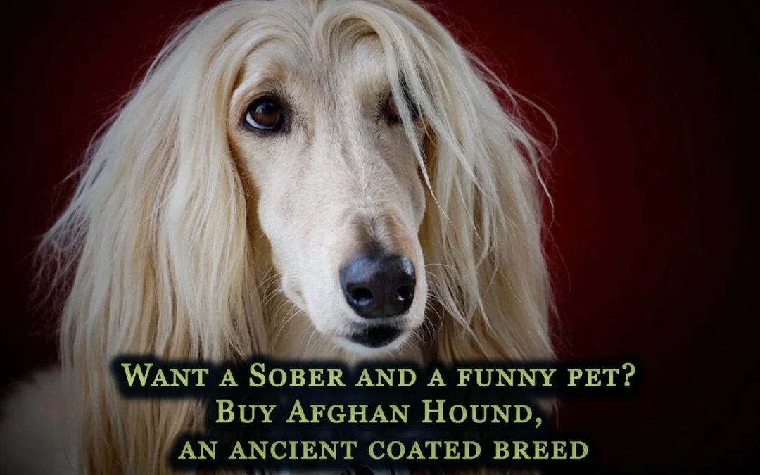 Afghan Hound, an ancient coated breed
