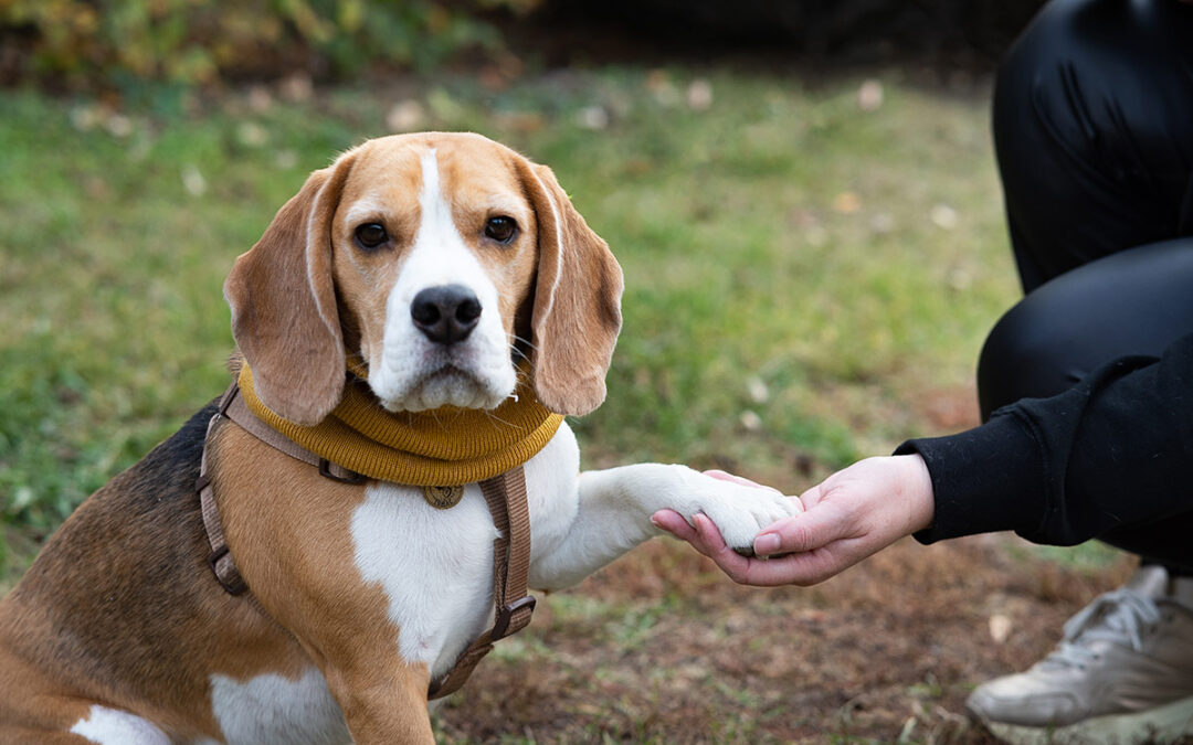 Enigmatic Beagle: Origins, Characteristics, and Care Tips